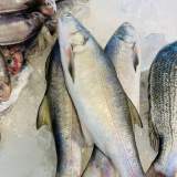 午仔魚 1條(非冷凍)