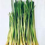香茅