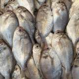 現流肉魚