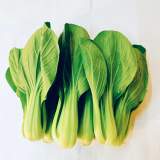 青江菜