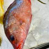 紅魚