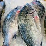 黑鯛魚(當日非冷凍)