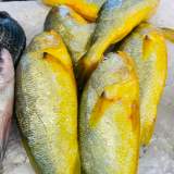 黃魚 1條(非冷凍)
