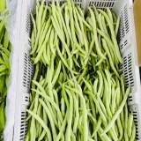 四季豆