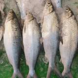 虱目魚