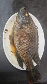 鹹水吳郭魚