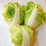 大白菜