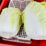  山東大白菜