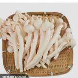精靈菇