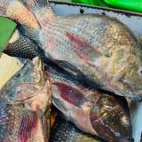 吳郭魚(活的非冷凍)