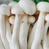 精靈菇(A+特)