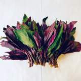紅菜