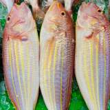 金線魚(有時沒魚貨要預訂)
