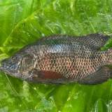 海水吳郭魚(活的非冷凍)