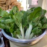奶油小白菜