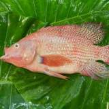 尼羅紅魚(當日非冷凍)