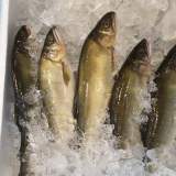 香魚