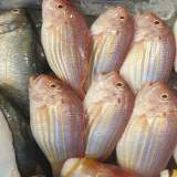 金線魚