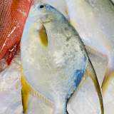黃金鯧